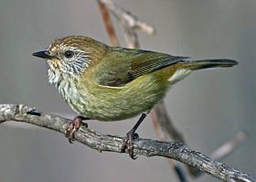 Striated Thornbill